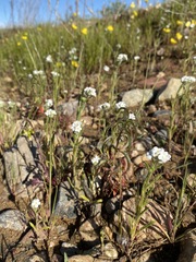 Cryptantha crinita