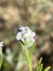 Cryptantha crinita