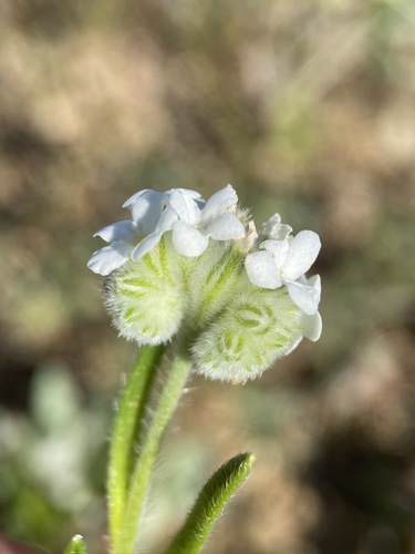 Sacramento cryptantha (Cryptantha crinita)