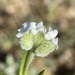 Silky Cryptantha - Photo (c) Matt Berger, some rights reserved (CC BY), uploaded by Matt Berger