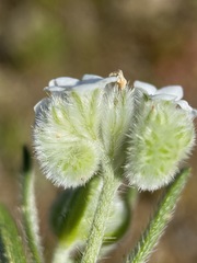 Cryptantha crinita