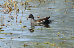 Gallinula chloropus