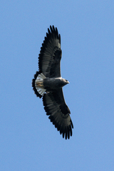 Geranoaetus albicaudatus hypospodius