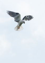 Elanus leucurus leucurus