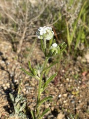 Cryptantha crinita