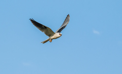 Elanus leucurus leucurus