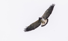 Geranoaetus albicaudatus hypospodius