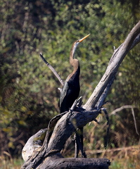 Anhinga melanogaster