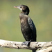 Little Cormorant - Photo (c) David J Barton, some rights reserved (CC BY-NC), uploaded by David J Barton