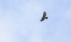 Spizaetus ornatus vicarius