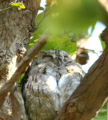 Otus bakkamoena