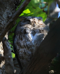 Otus bakkamoena