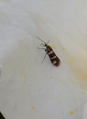 Micropterix ibericella