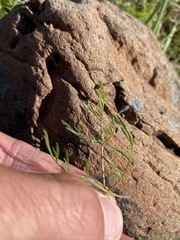 Lomatium marginatum marginatum