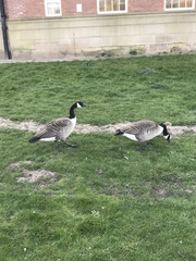 Branta canadensis