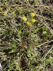 Lomatium marginatum marginatum