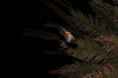 Rousettus aegyptiacus