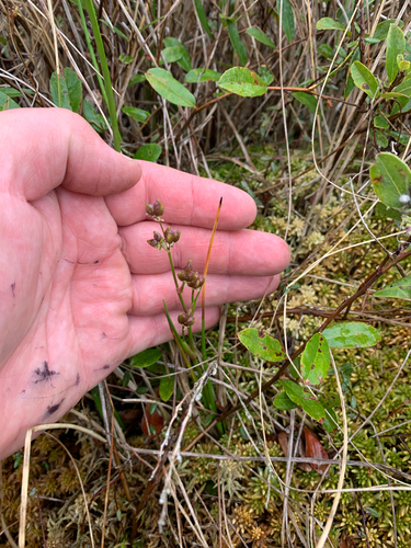 iNaturalist observation photo of rannoch-rush
