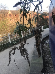 Buddleja davidii
