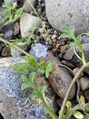 Nemophila pedunculata