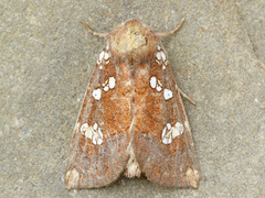 Papaipema marginidens