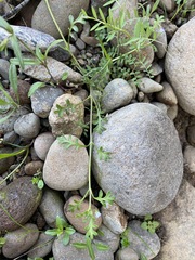 Nemophila pedunculata