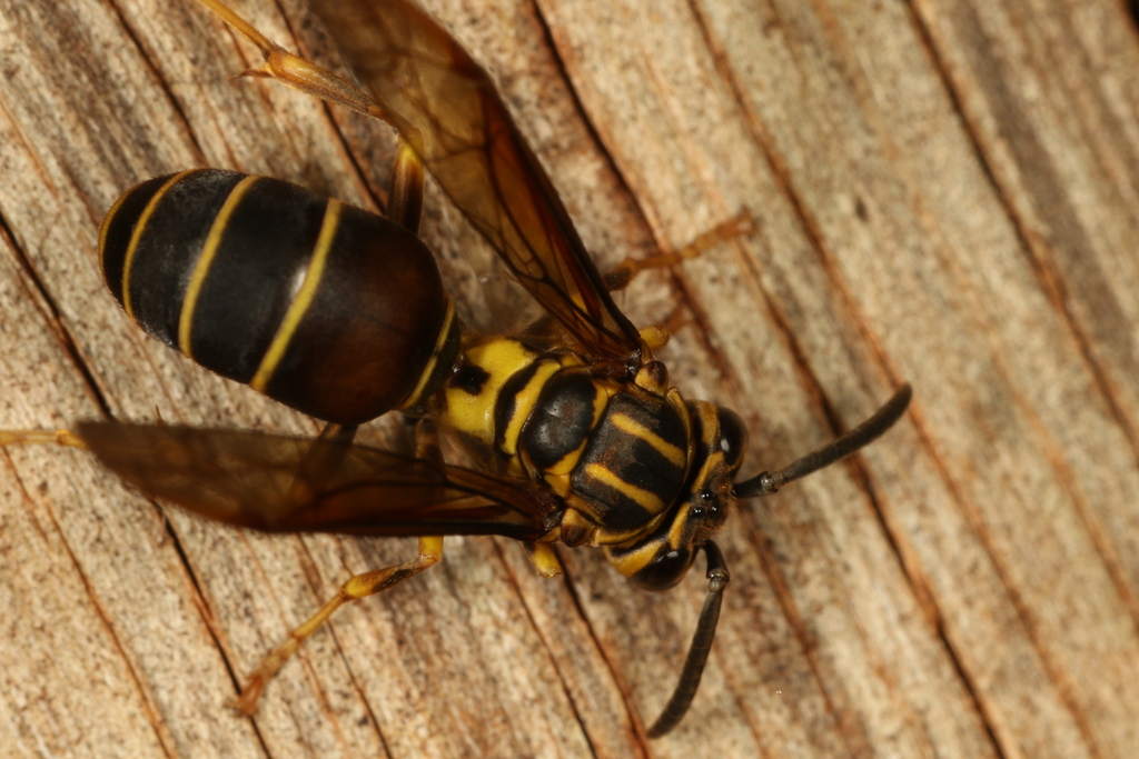 Parachartergus vespiceps