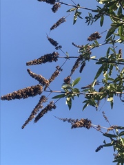 Buddleja davidii