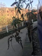 Buddleja davidii