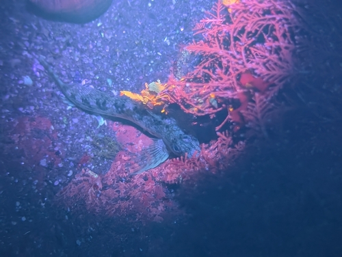 Lipophrys pholis