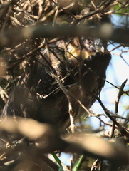 Ixobrychus flavicollis