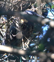 Ixobrychus flavicollis