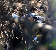 Ixobrychus flavicollis