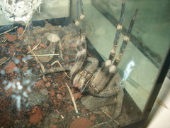 Phoneutria eickstedtae