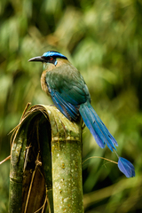 Momotus aequatorialis aequatorialis