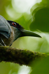 Momotus aequatorialis aequatorialis