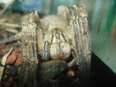 Phoneutria eickstedtae