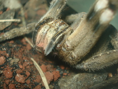 Phoneutria eickstedtae