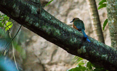 Momotus subrufescens