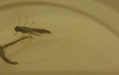 Callibaetis floridanus