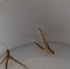 Callibaetis floridanus