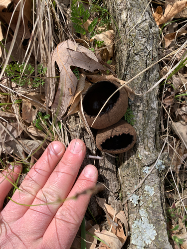 iNaturalist observation photo of devil's urn