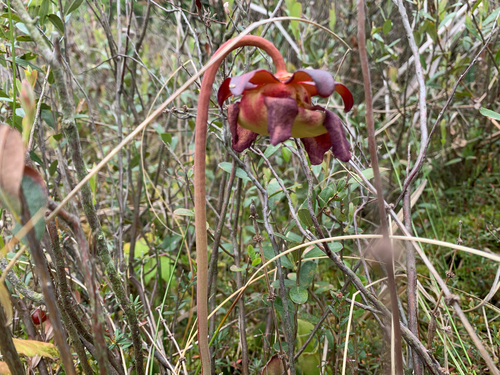 iNaturalist observation photo of northern purple pitcher plant