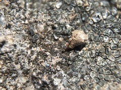 Plagiobothrys austinae