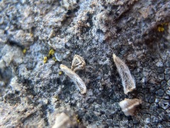 Plagiobothrys austinae