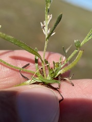 Plagiobothrys austinae