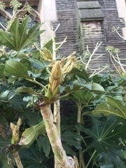 Fatsia japonica