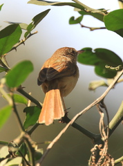 Prinia sylvatica