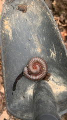 Narceus americanus