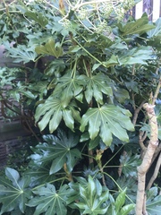 Fatsia japonica